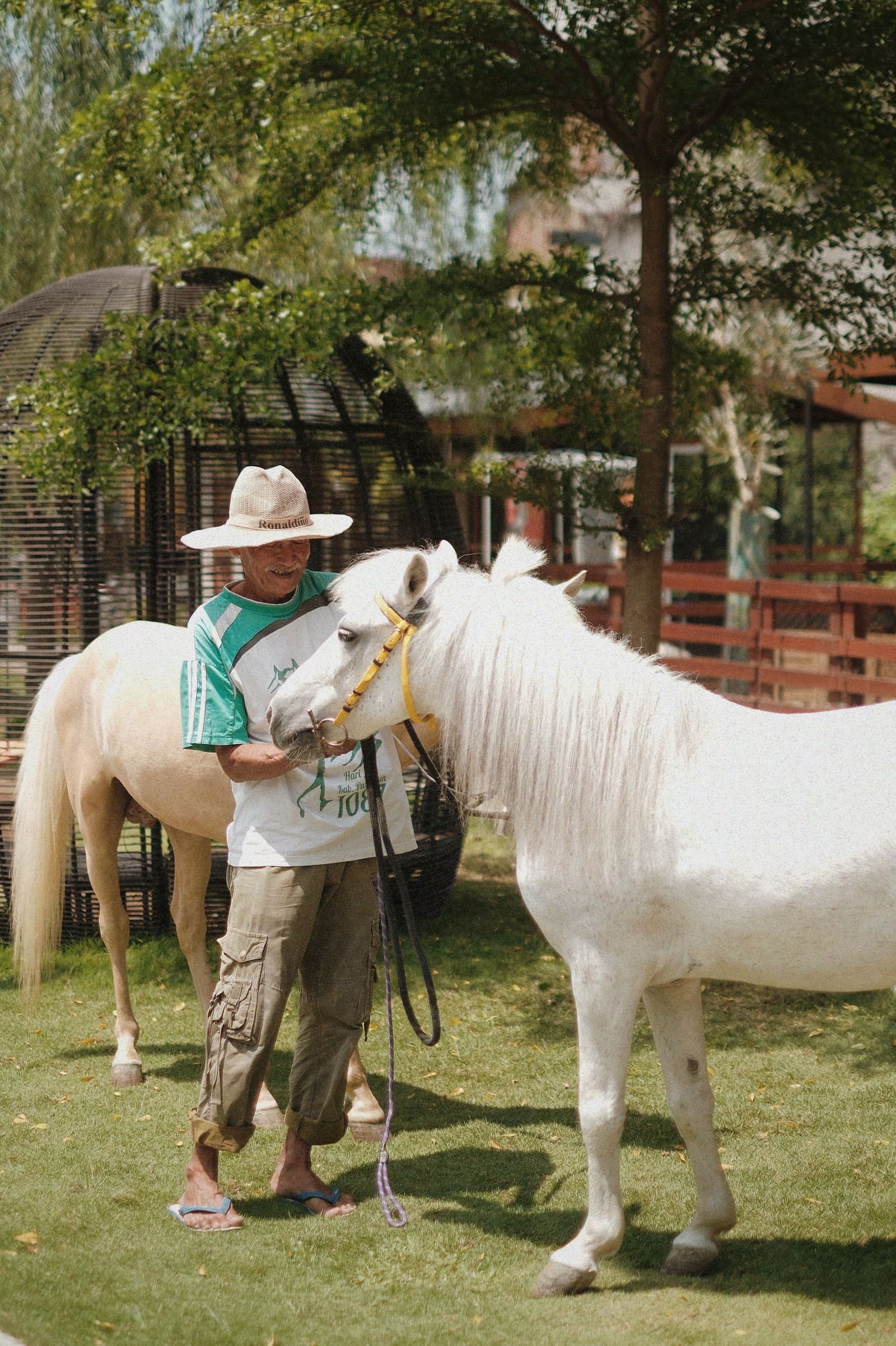 Horses at Piataland for events and parties